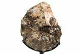Cretaceous Ammonite (Mammites) Fossil with Metal Stand - Morocco #217429-2
